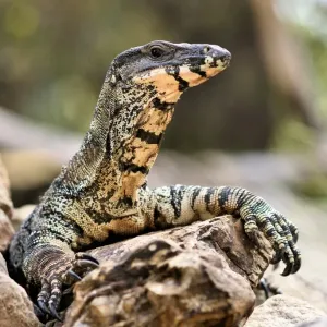 Aka Tree Goanna Print, Cleland Wildlife Park