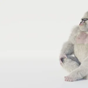 Albino gorilla with sunglasses sitting