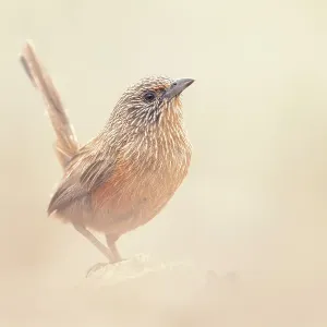 Alert Dusky grasswren (Amytornis purnelli) perched on rock with blurred background Alert Dusky grasswren (Amytornis purnelli) perched on rock with blurred background