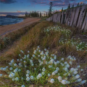 Alysium blooming Cemetery Bay Alysium blooming Cemetery Bay