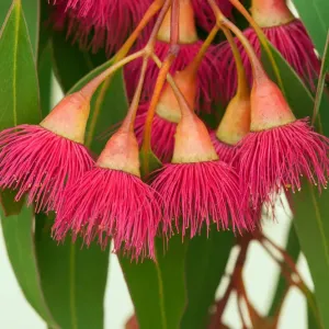 La flore incroyable - arbre à gomme en fleur en Australie. La flore incroyable - arbre à gomme en fleur en Australie.