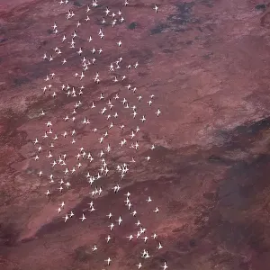 Amazing Vertical of Flamingo in Flight Against Pink Landscape at Lake Magadi, Kenya