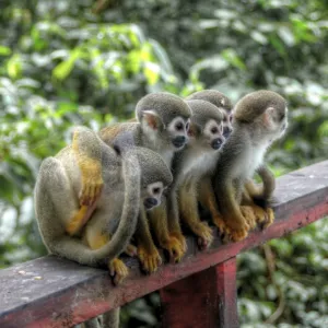 Amazon monkey family sitting together