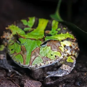 Amazon rainforest green toad frog close up