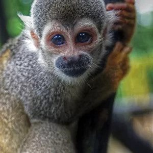 Amazon small monkey looking at camera close up