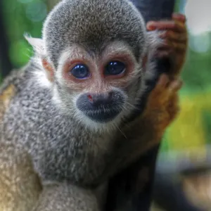 Squirrel Monkey Print, Close-Up Amazon River Scene