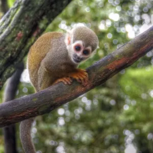 Amazon squirrel monkey baby