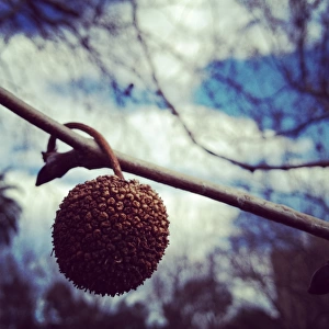 American sycamore seed on a chilly day