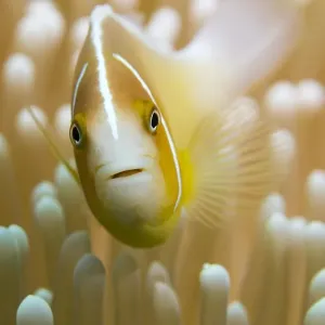 amphiprion sandaracinos, amphiprion, anthozoa, australian, camouflaged, camouflaging