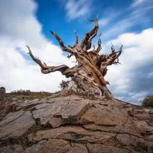 Ancient Bristlecone Pine Forest Print