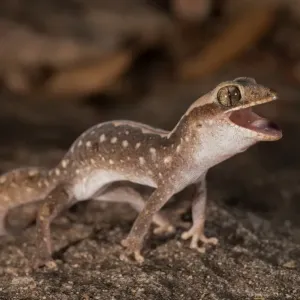 Gecko Colère 1.