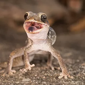 Angry Gecko