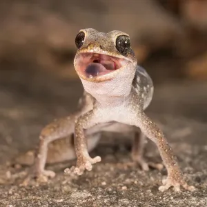 Gecko en colère.