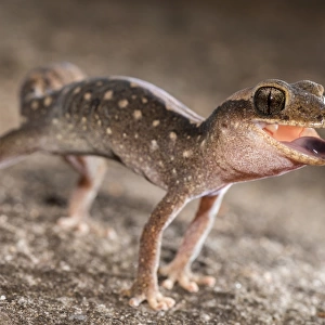 Angry Gecko 3