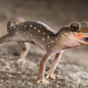 Gecko en colère 3.