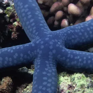 animal, aquarium, australia, blue animal, aquarium, australia, blue