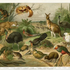 Animals in Australia Tasmania and New Zealand 1896