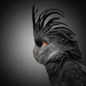 Black Cockatoo Print on Black Background