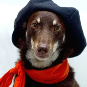Australian Kelpie in French Beret Print