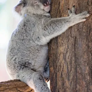 Australian Native Wildlife Print Australian Native Wildlife Print