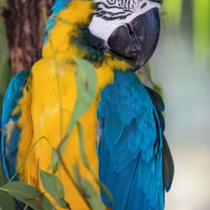 animals, sunshine coast, wildlife, blue macaw, feathers