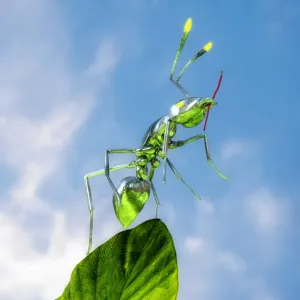 Ant Ant