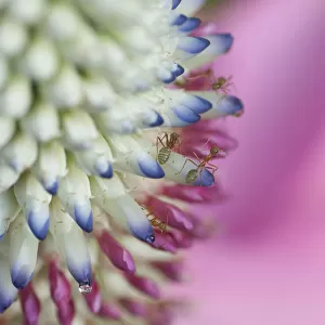 Ants on flower