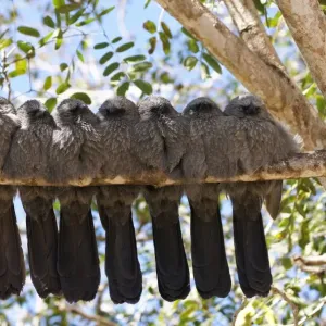 Apostle birds