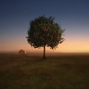 Apple Tree Print - Rural Landscape