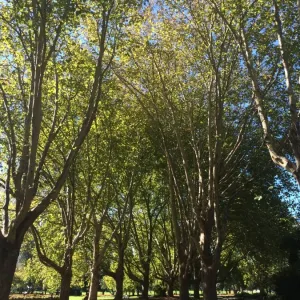 Arbor Day