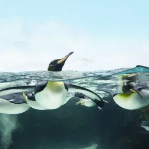 arctic penguins arctic penguins