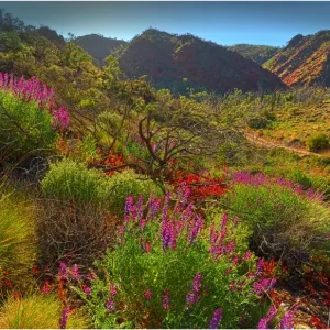Arkaroola, an area of incredible semi arid wilderness in the northern Flinders Ranges of South Australia Arkaroola, an area of incredible semi arid wilderness in the northern Flinders Ranges of South Australia