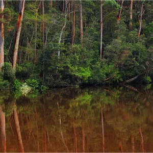 Arthur River reflections, West coast of Tasmania