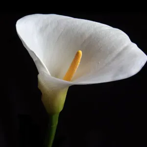 Arum Lily