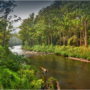 Arve river forest, Southern Tasmania