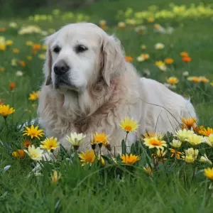 Asha surrounded by yellow and orange Asha surrounded by yellow and orange