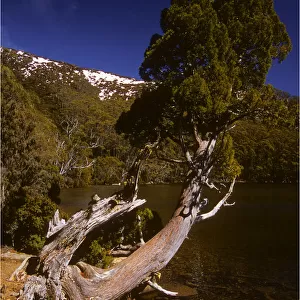 Athrotaxis selaginoides Pine tree found in the higher altitudes and alpine areas of Tasmania, australia