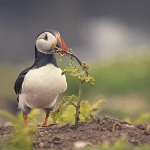 Atlantic Puffin (Fratercula arctica) holding a branch to build a nest on Skomer Island in Wales