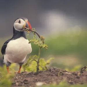 Atlantic Puffin (Fratercula arctica) holding a branch to build a nest on Skomer Island in Wales