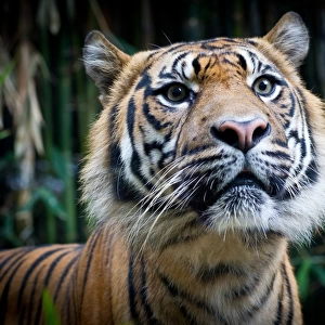 Attentive Sumatran Tiger