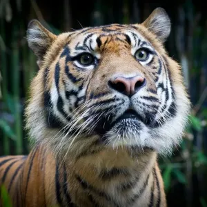 Attentive Sumatran Tiger