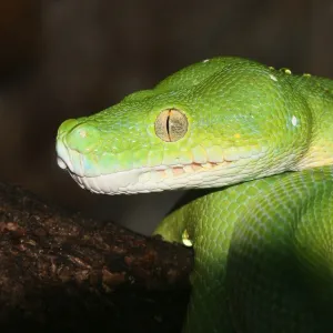 Australasian green tree python