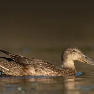 Australasian Shoveler Print