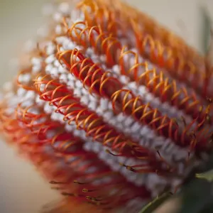 Banksia Print - A Close-Up of a Single Orange Banksia Flower Head Banksia Print - A Close-Up of a Single Orange Banksia Flower Head