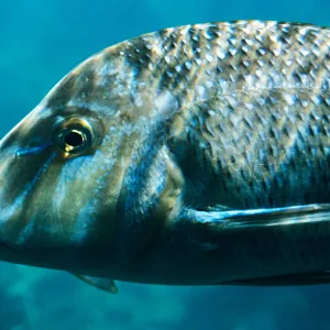 Australia, Close-Up, Nature, Ningaloo Reef, Nobody, Outdoors, Reef, Swimming, fish animal