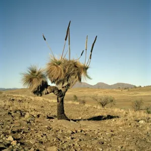 Australia, Flinders Ranges, Blackboy( Xanthorrhoea preissii) on desert Australia, Flinders Ranges, Blackboy( Xanthorrhoea preissii) on desert