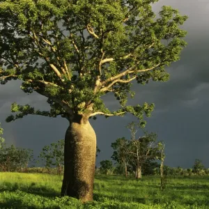 Kimberley Baobab Tree Print Kimberley Baobab Tree Print