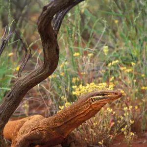 Australia Print - Little Sandy Desert Goulds Monitor Lizard Side View