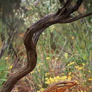 Australia, Little Sandy Desert, Goulds monitor lizard, side view
