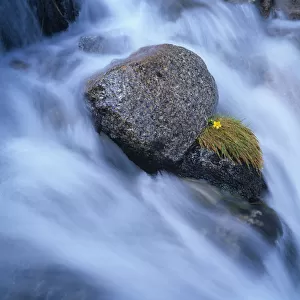 Australia, New South Wales, alpine buttercup and rocks in stream